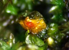 Periantria frullaniae
