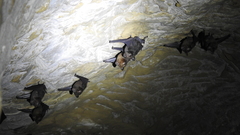 Hipposideros armiger terasensis