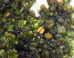 Periantria frullaniae