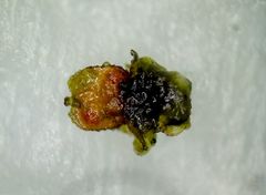 Periantria frullaniae