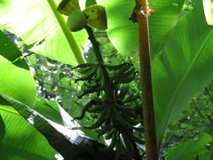 Musa banksii