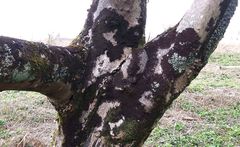 Periantria frullaniae