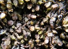 Periantria frullaniae