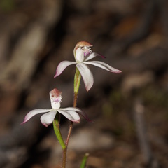 Caladenia clarkiae