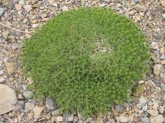 Acantholimon
