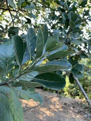 Daphniphyllum calycinum