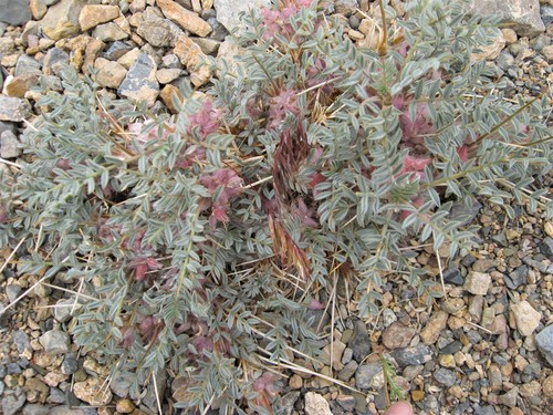Astragalus callistachys · iNaturalist