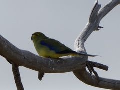 Neophema chrysostoma