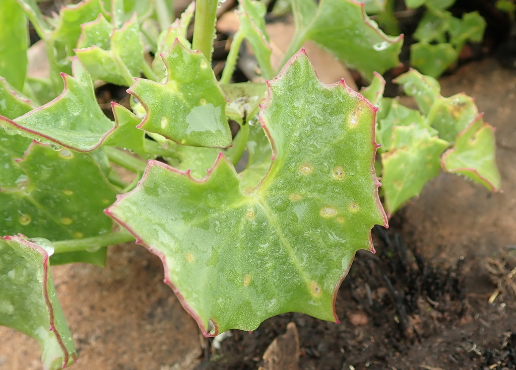 Senecio subnudus DC.