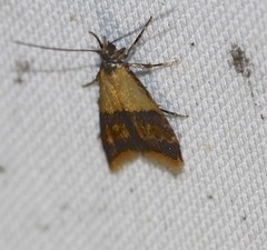 Hemibela oxyptera