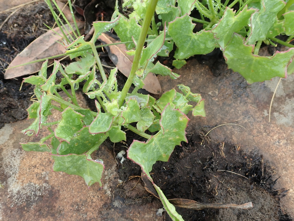 Senecio subnudus DC. 2