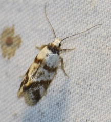 Isomoralla gephyrota