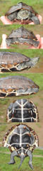 Mauremys reevesii