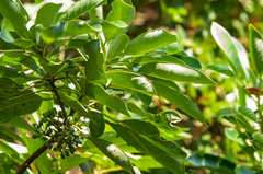 Daphniphyllum calycinum