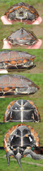 Mauremys reevesii