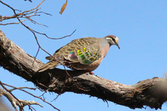 Common Bronzewing photo 6