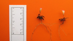 Spigelia genuflexa