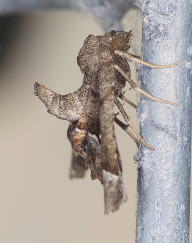 Meske's Pero Moth photo 5