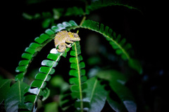 Calumma crypticum