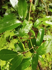 Turpinia ternata