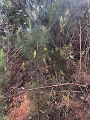 Aspalathus monosperma