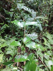 Turpinia ternata