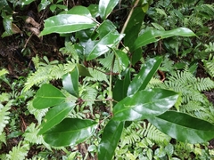 Turpinia ternata