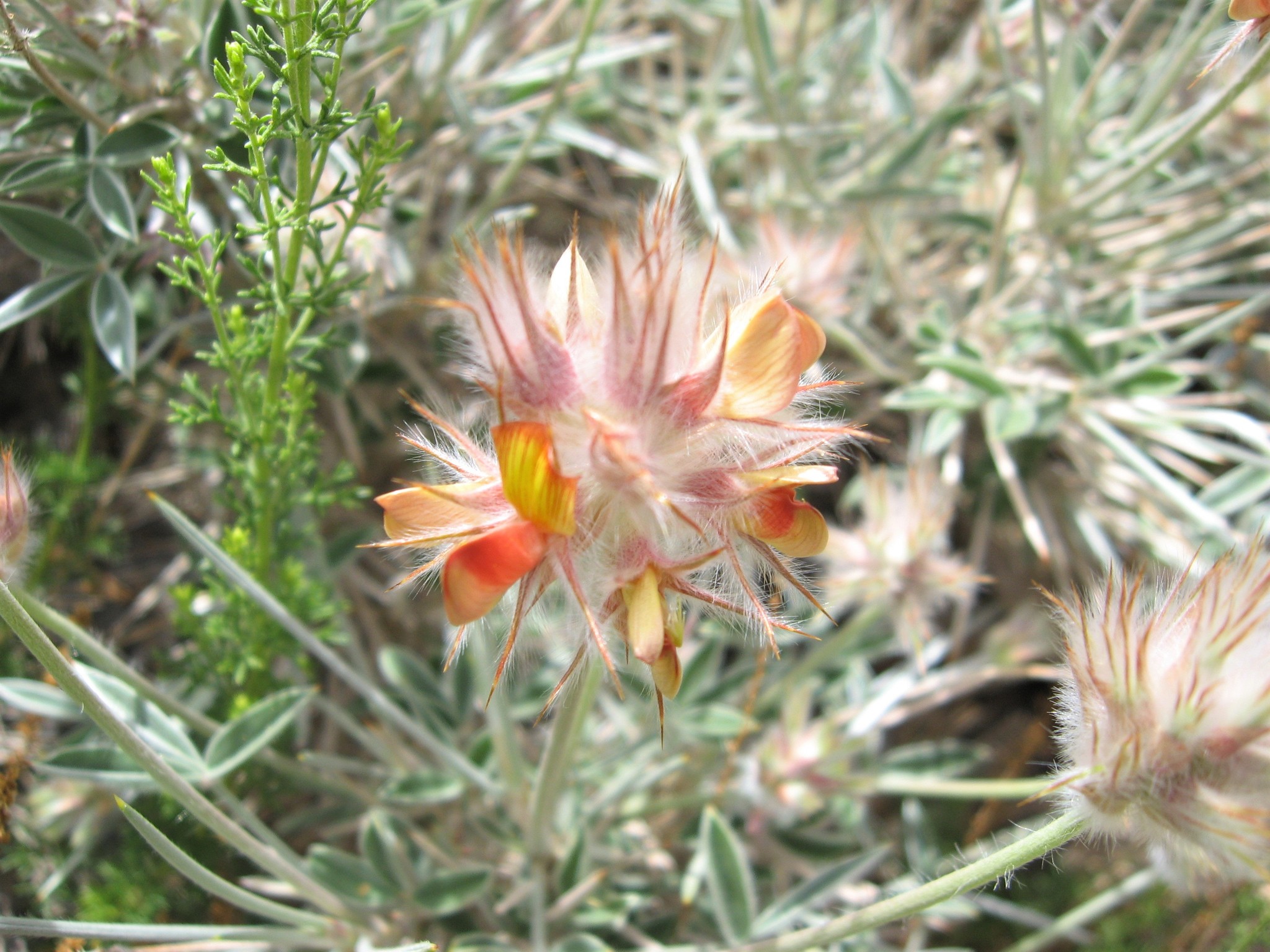 Ebenus stellata