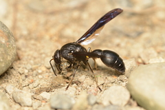 Pseudozumia indosinensis