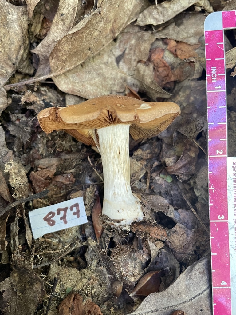 Cortinarius sp. 'OH09'