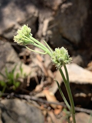 Raphionacme galpinii