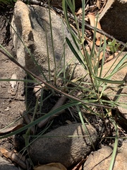 Raphionacme galpinii