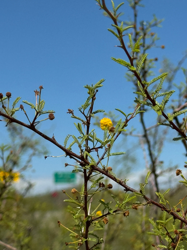 Viscid acacia (Vachellia vernicosa)