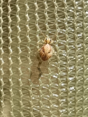 Sminthurus hispanicus