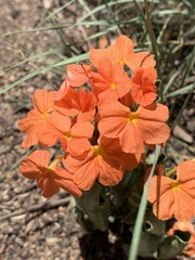 Crossandra greenstockii