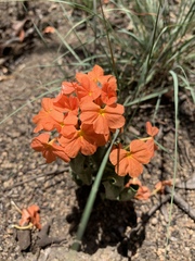 Crossandra greenstockii