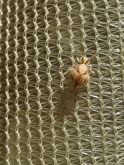 Sminthurus hispanicus