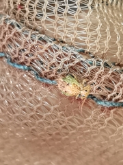 Sminthurus hispanicus