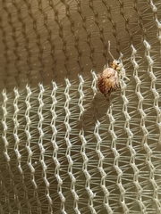 Sminthurus hispanicus