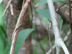 Anolis rodriguezii