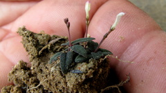 Spigelia genuflexa