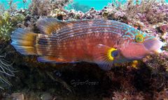 Symphodus mediterraneus