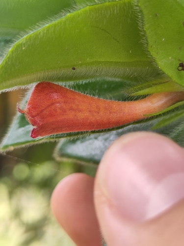 Nematanthus pycnophyllus