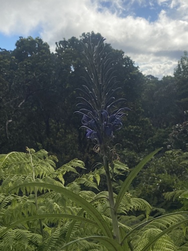 Lobelia hypoleuca observed 2025-08-25