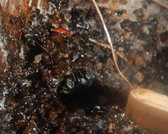 Tetragonula mellipes