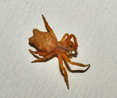 Cyrtophora citricola