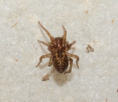 Callobius claustrarius