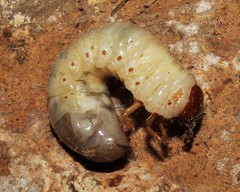 Pentodon bidens punctatus