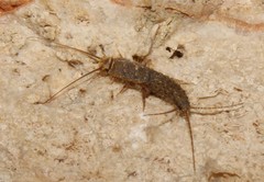 Ctenolepisma ciliatum