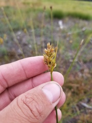Carex adusta